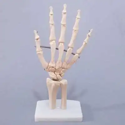 Hand Bone Model Wrist Joint Hand Anatomy Bone Ligament Movable Structure Phalanx Radius Mold