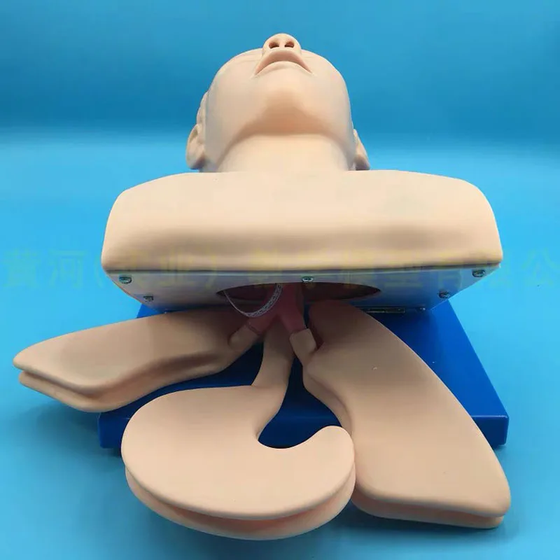 Imagem -05 - Intubação Modelo do Corpo Humano Aprendendo Modelo de Ensino Dispositivo de Treinamento de Gerenciamento de Airway Simulador de Alarme de Pvc com Dentes