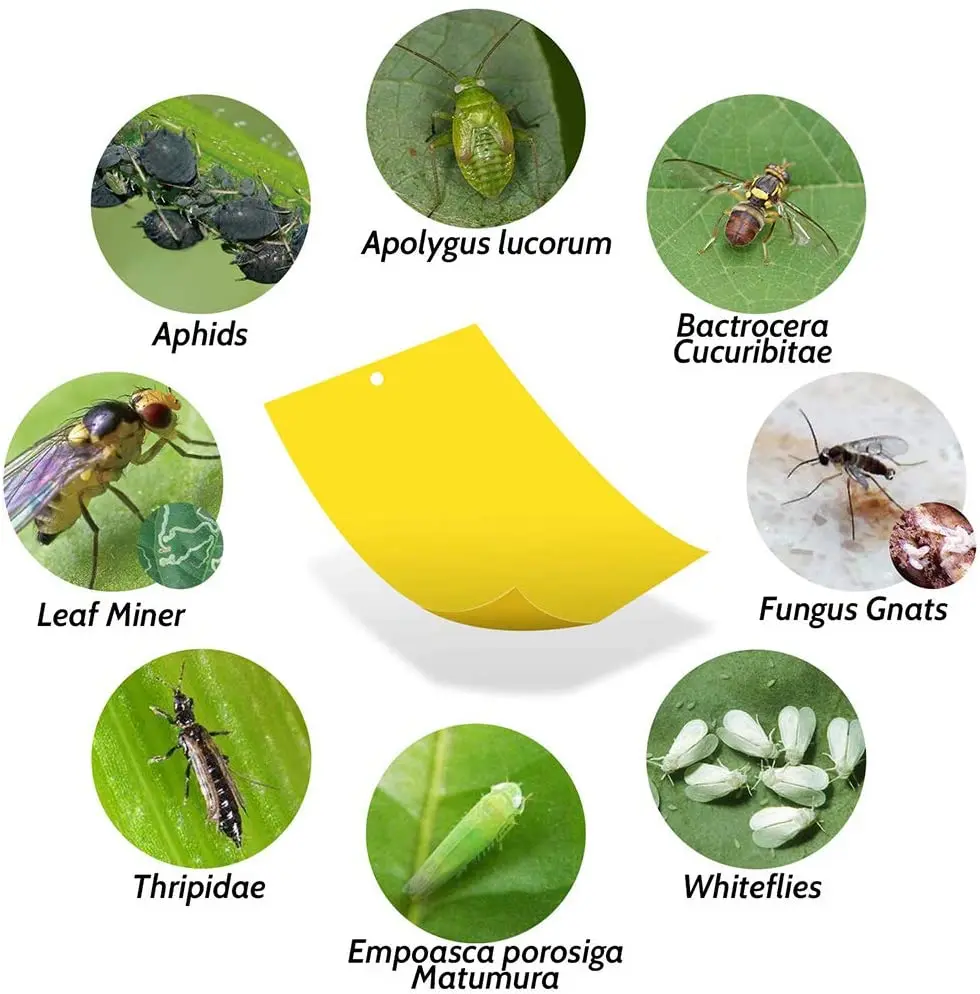 50 Sheets Yellow Fly Traps Bugs Sticky Board Dual-Sided Catching Aphid Insect Pest Control Whitefly Thrip Leafminer Glue Sticker