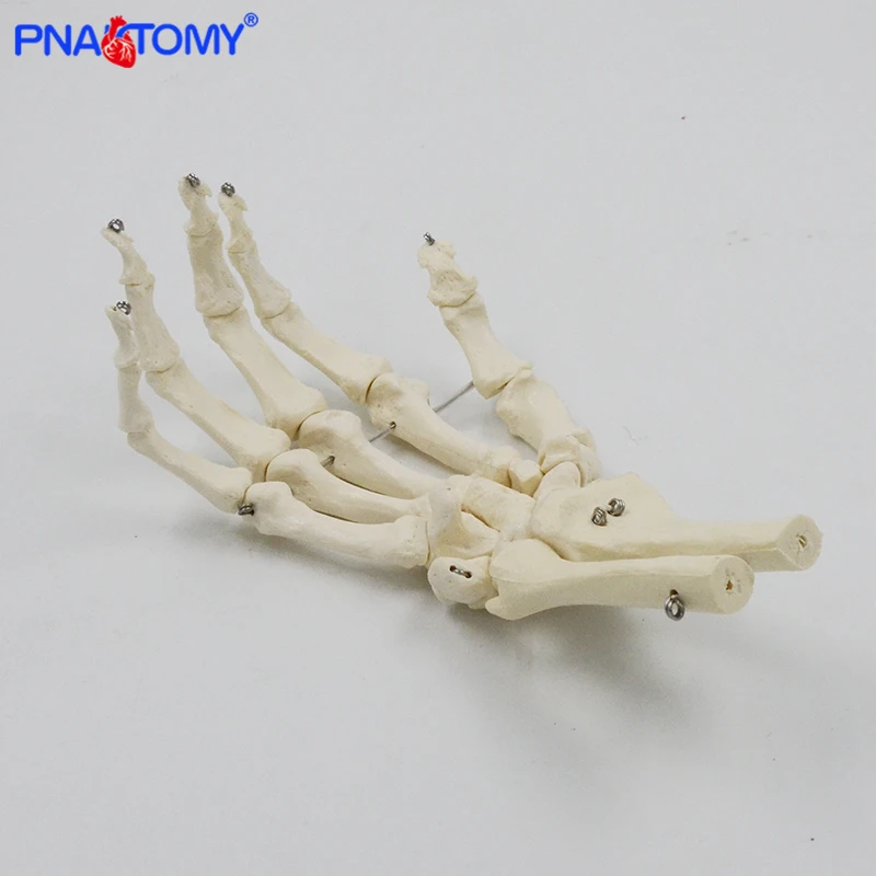 1:1 Human Hand Bone Model Adult Size Flexible Bones of Hand Radius Ulna Skeleton Anatomy Educational Equipment Medical Teaching