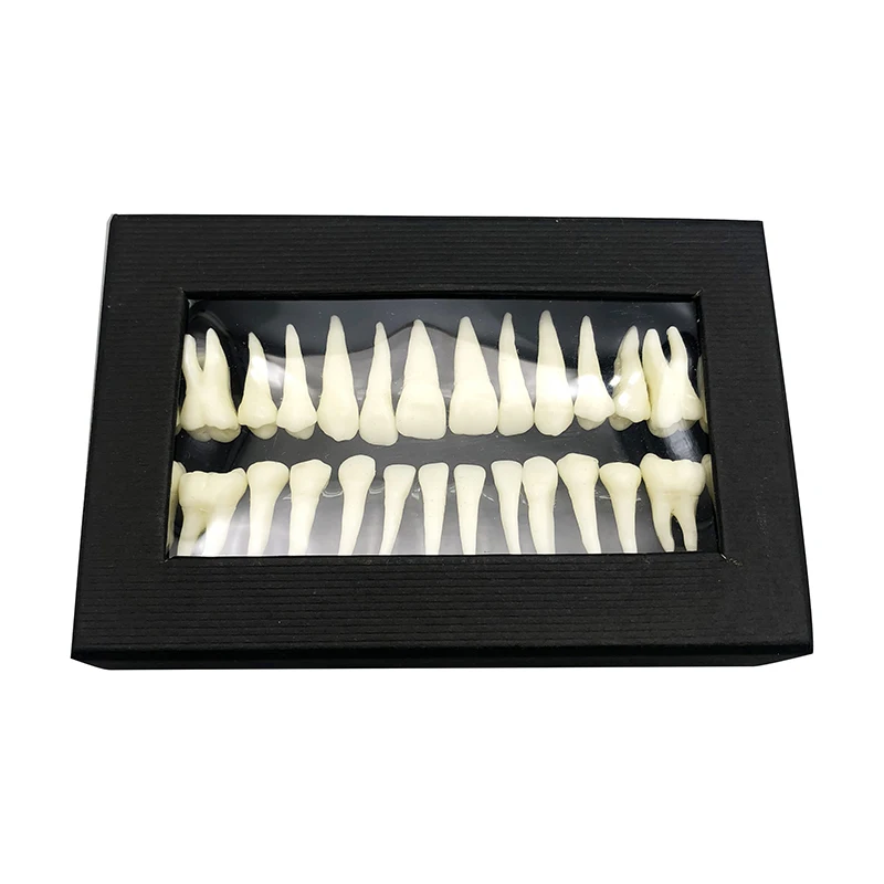 28 Pcs  1:1 Dental Implant Dental demonstration permanent teeth teach study model Dentist Practice Product teeth model