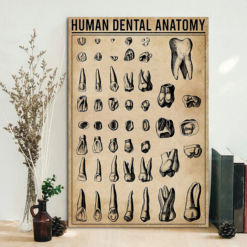 

Dental anatomy posters, dental art prints, teeth posters, teeth diagrams, dental clinic decoration ideas