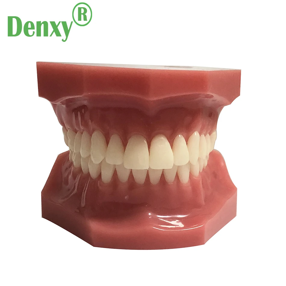 Denxy HigQuality Resin Orthodontic Teeth model Dental Disease Tooth Model New Dentist Traning In The School Dental Typodont