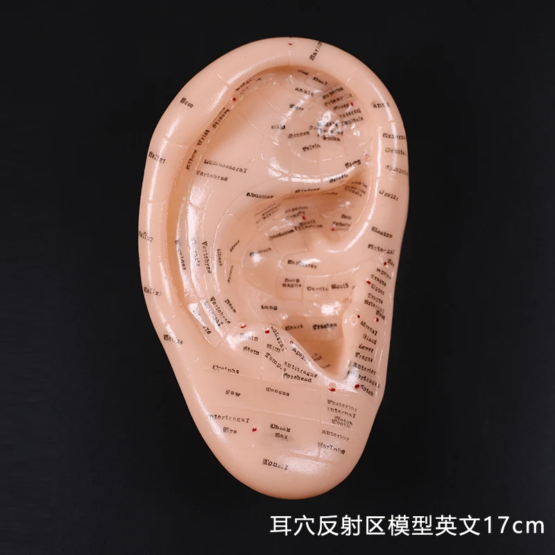 17cm Foot acupuncture model set foot acupuncture needle acupoint model foot acupuncture point model 2 pieces