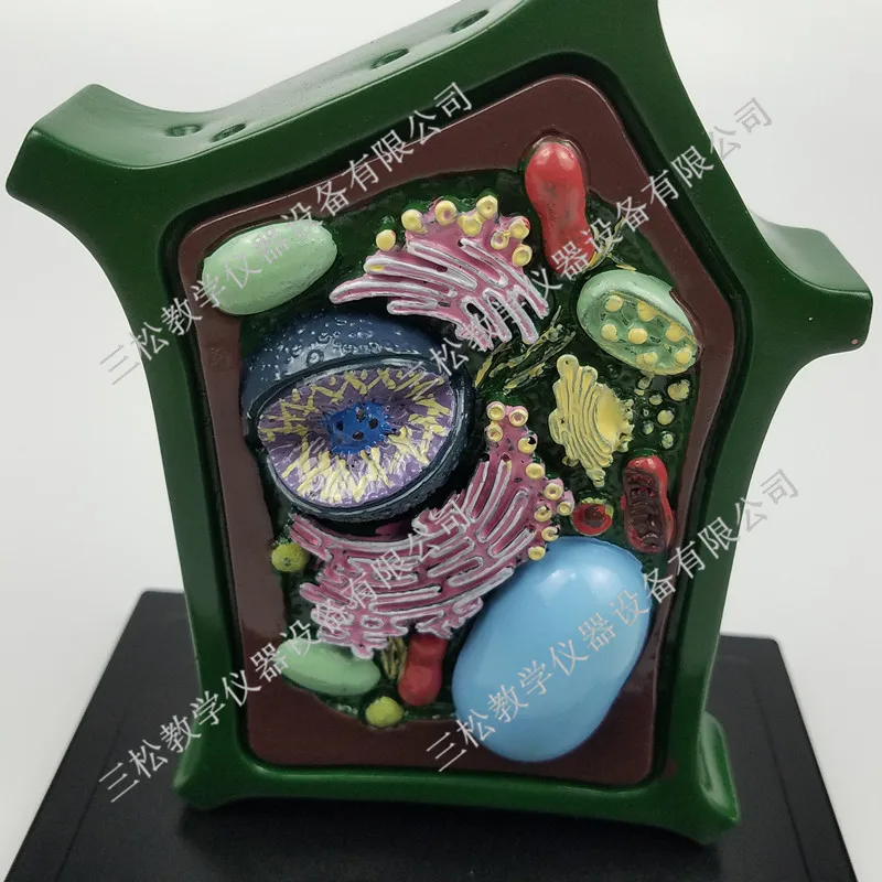 Plant Cell Model Plant Microscopic Specimens Magnified Cell Structure Bio-teaching Model Display Utensils