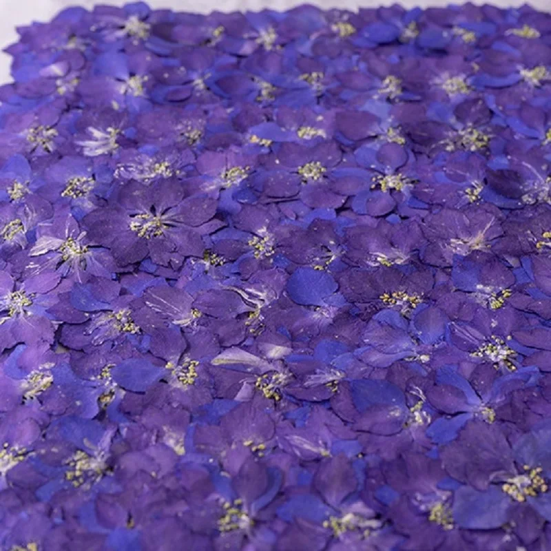 120pcs 4-7cm Pressed Dried Purple Consolida Ajacis Flower Plants Herbarium For Jewelry Making Postcard Frame Phone Case DIY