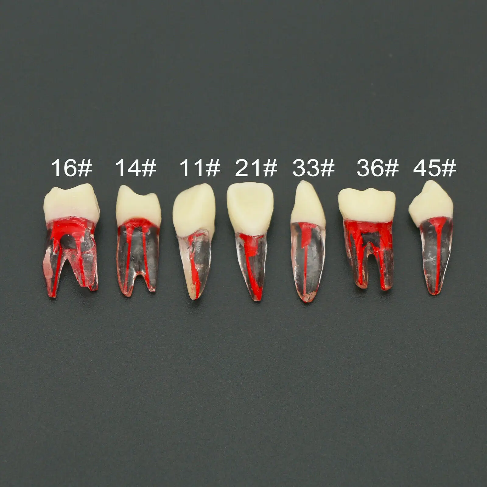 3pcs/Lot Dental Study Model Endo Files Practise Molar/Premolar Upper/Lower Tooth Root Canal Red Pulp