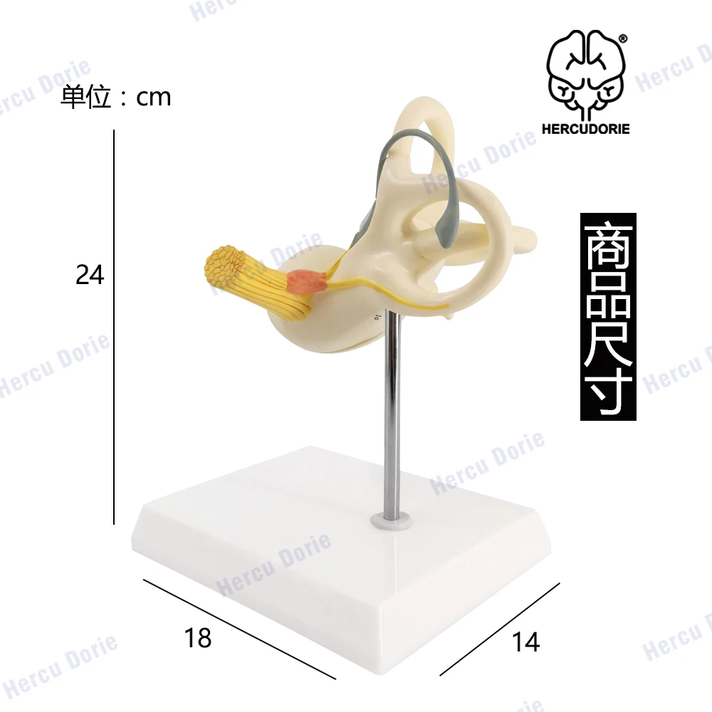 Inner Ear Model Labyrinth Model 2 Part 8X Cochlea Semicircular Canal & Vestibule Open Medical Anatomical Ear Internal Structure