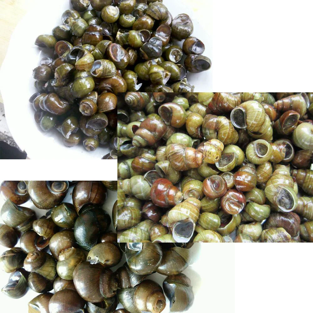 الذيل آلة قطع Vivipara الذيل آلة قطع قدرة 5 كجم