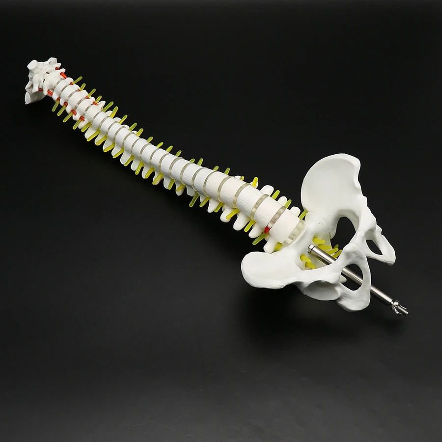 45cm Human Spine with Pelvic Model Anatomical Spine Medical Model with Stand