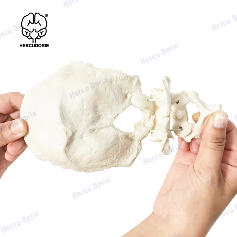 Educational Model Occiput Model - Human Cervical Spine Model Occipital Bone Model PVC Material Atlas and Axis with Occipital Bon