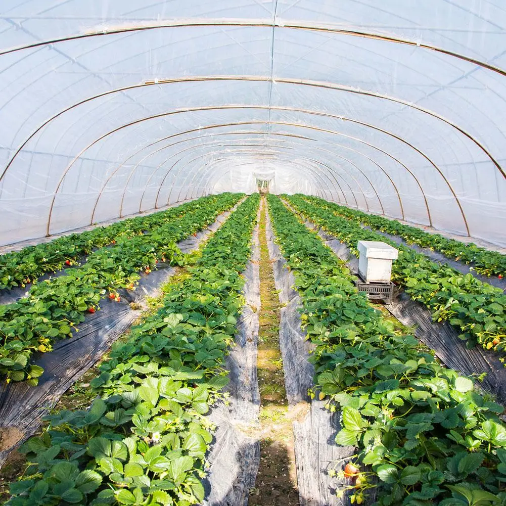 Ogród rolniczy Poly Tunnel szklarnia drzewa owocowe winogrona metalowy ochraniacz ramy panele dachowe folia Hothouse