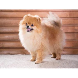 Pomeranian Full Drill Diamond Painting Living Room Decor Sticker Rhinestone 3D Diamond Painting Mosaic Painting Christmas Gifts