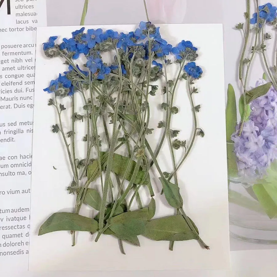 30pcs Pressed Dried Natural Myosotis Sylvatica Forgetmenot Flower Plant Herbarium For Jewelry Postcard Bookmark Phone Case DIY