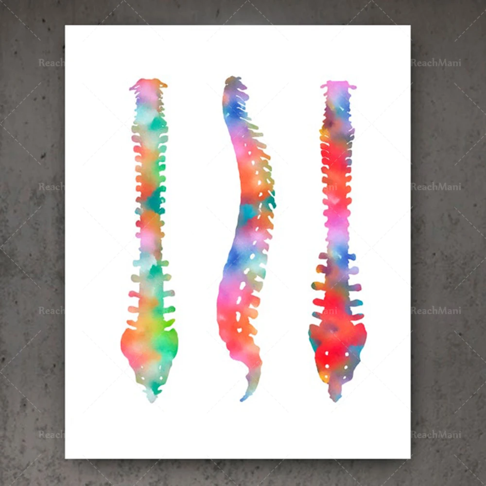 Vertebrae anatomy art, spine watercolor print medical poster for chiropractic clinic wall decor, orthopedic surgeon gift