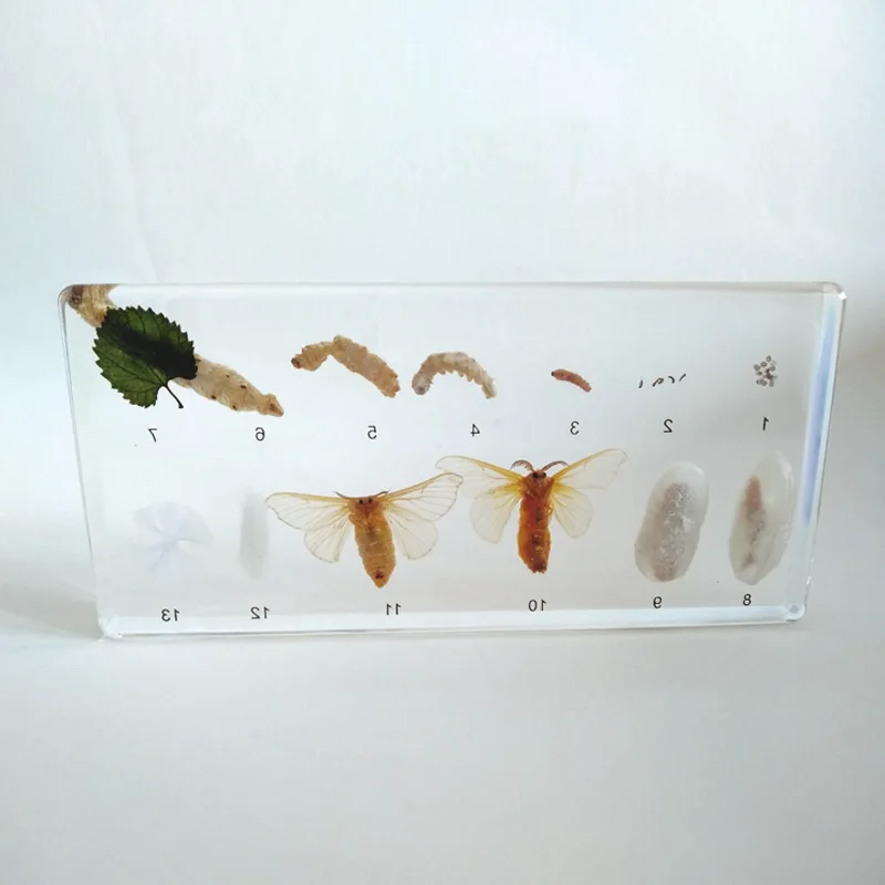 Life History of Silkworm Embedded Specimen Teaching Biology Specimen In Primary and Secondary Schools