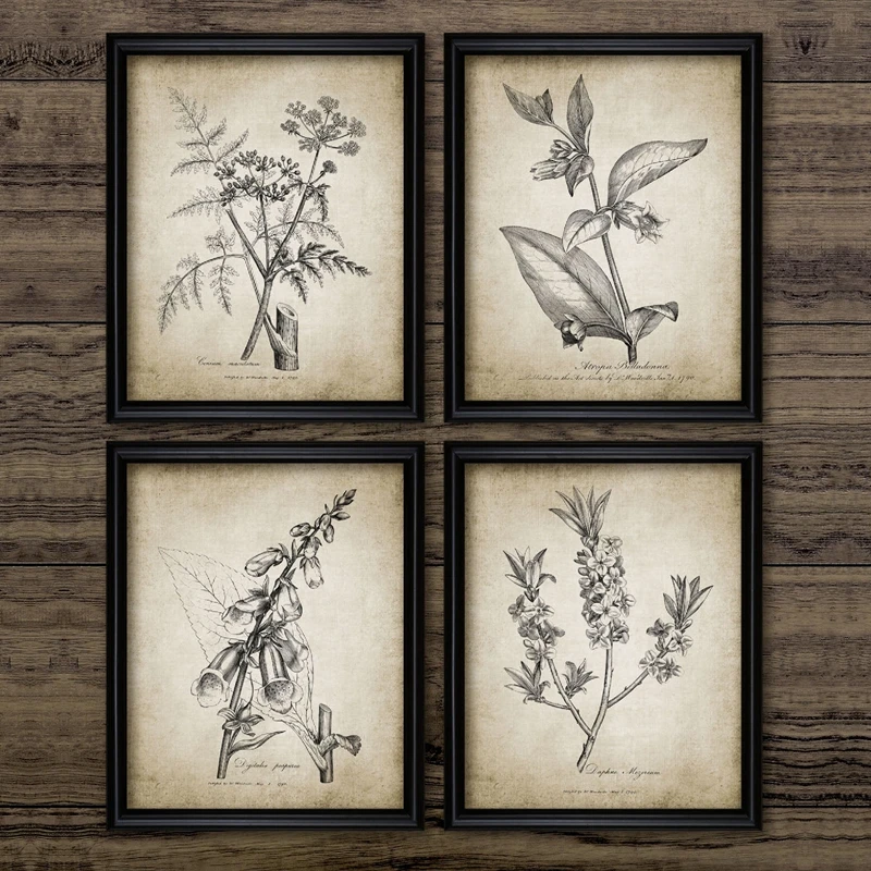 Antique Botanical Vintage Posters and Prints Pictures Plants Retro Wall Art Canvas Painting Room Wall Decoration Home Decor