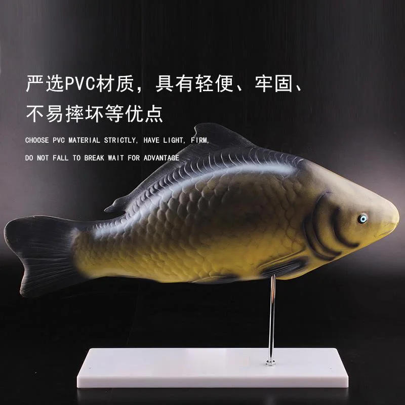 Fish Anatomical Model Removable Internal Organs Biology Teaching Demonstration Aids Animal Model