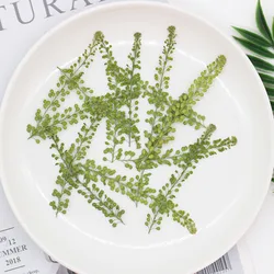 60pcs Pressed Dried Lepidium Apetalum Leaf Plant Herbarium For Jewelry Phone Case Bookmark Scrapbook Invitation Card Making