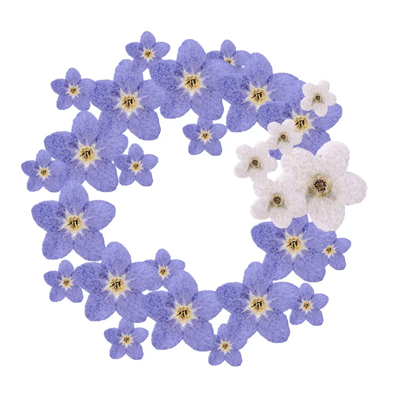 1000pcs Pressed Dried Myosotis Sylvatica Forgetmenot For Epoxy Resin Pendant Necklace Jewelry Making Craft DIY Accessories