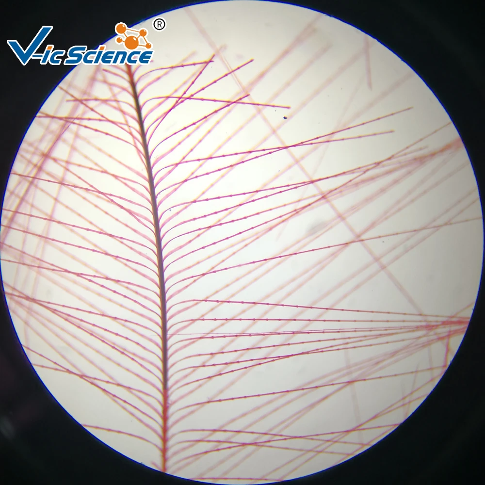 12pcs Medical and Teaching Microscope prepared slides(animals)