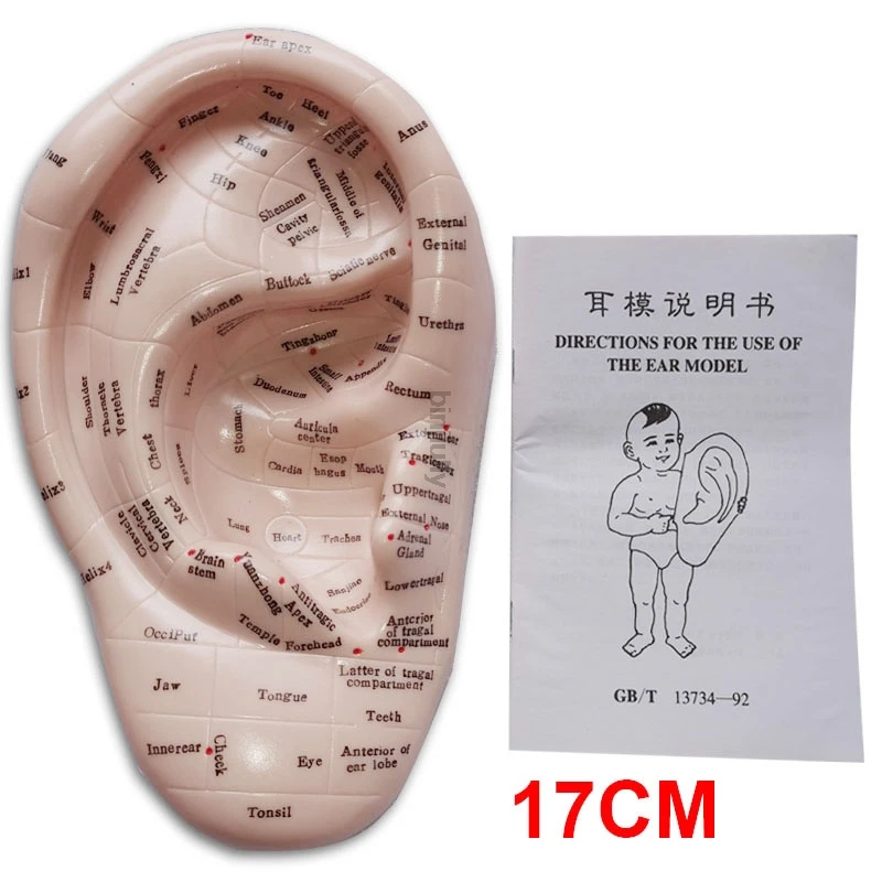 Ear Acupuncture Point Model Vaccaria Seeds Acupoint Soft Rubber English Characters with User Guide 17cm