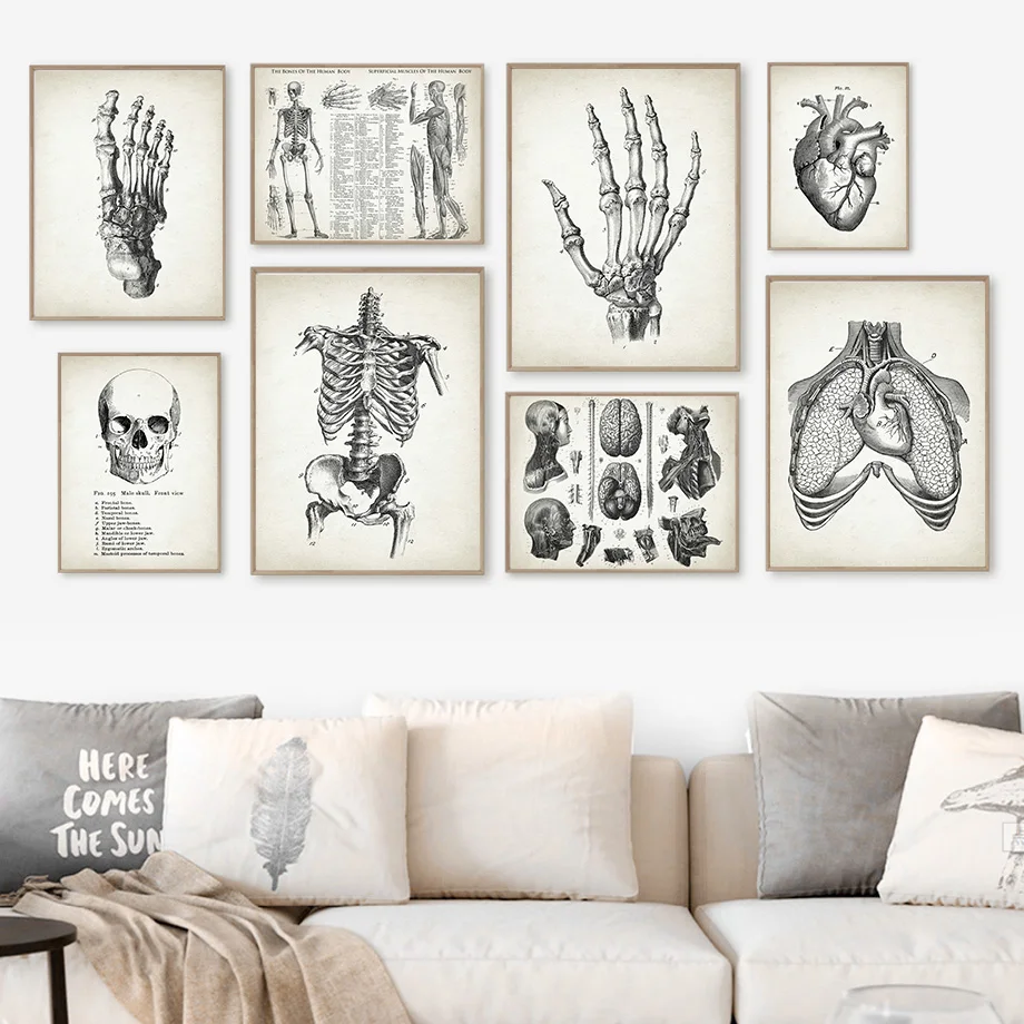 Anatomy Skeleton Foot Brain Heart Skull Vintage Art Canvas Painting Nordic Poster And Prints Wall Pictures Doctor Office Decor