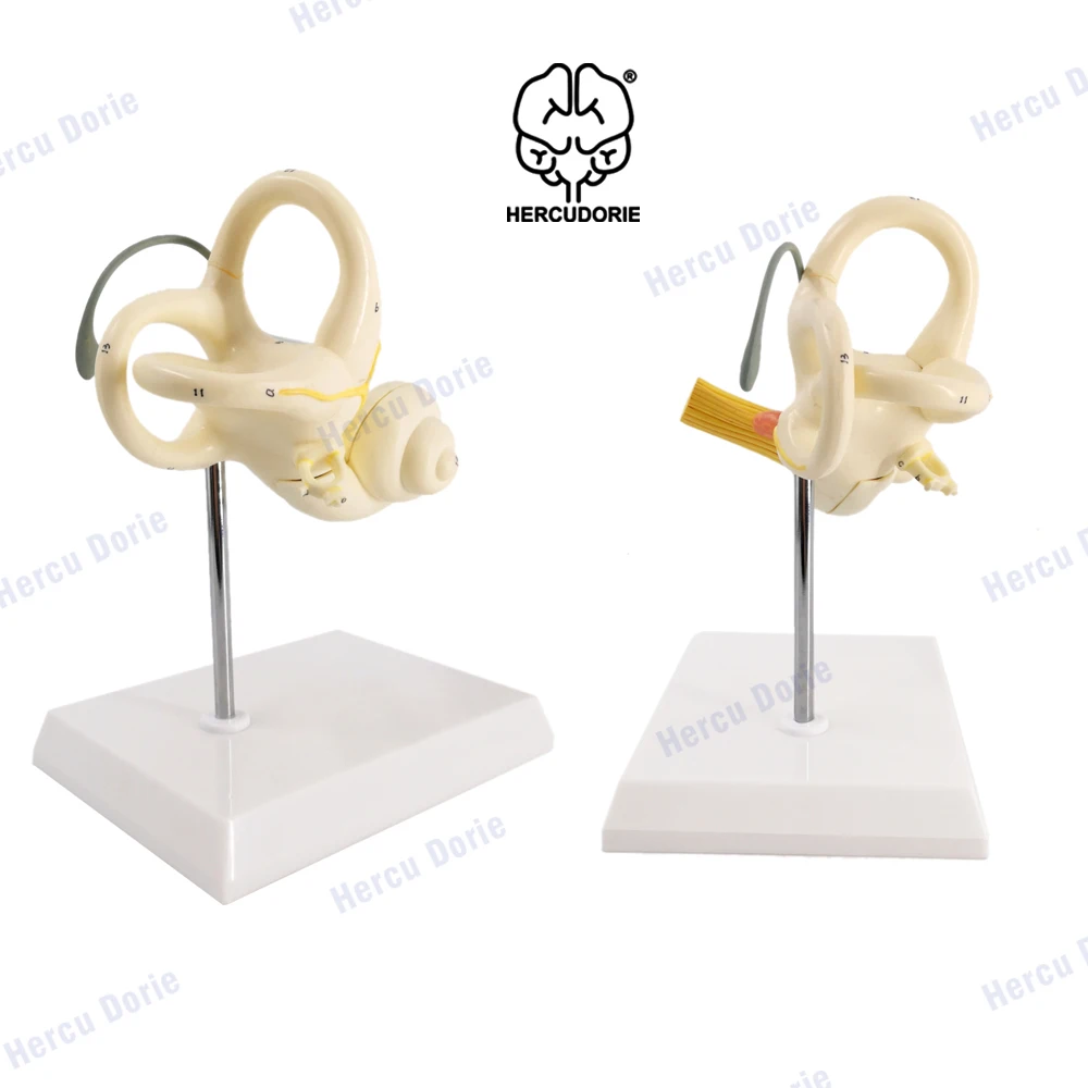 Inner Ear Model Labyrinth Model 2 Part 8X Cochlea Semicircular Canal & Vestibule Open Medical Anatomical Ear Internal Structure