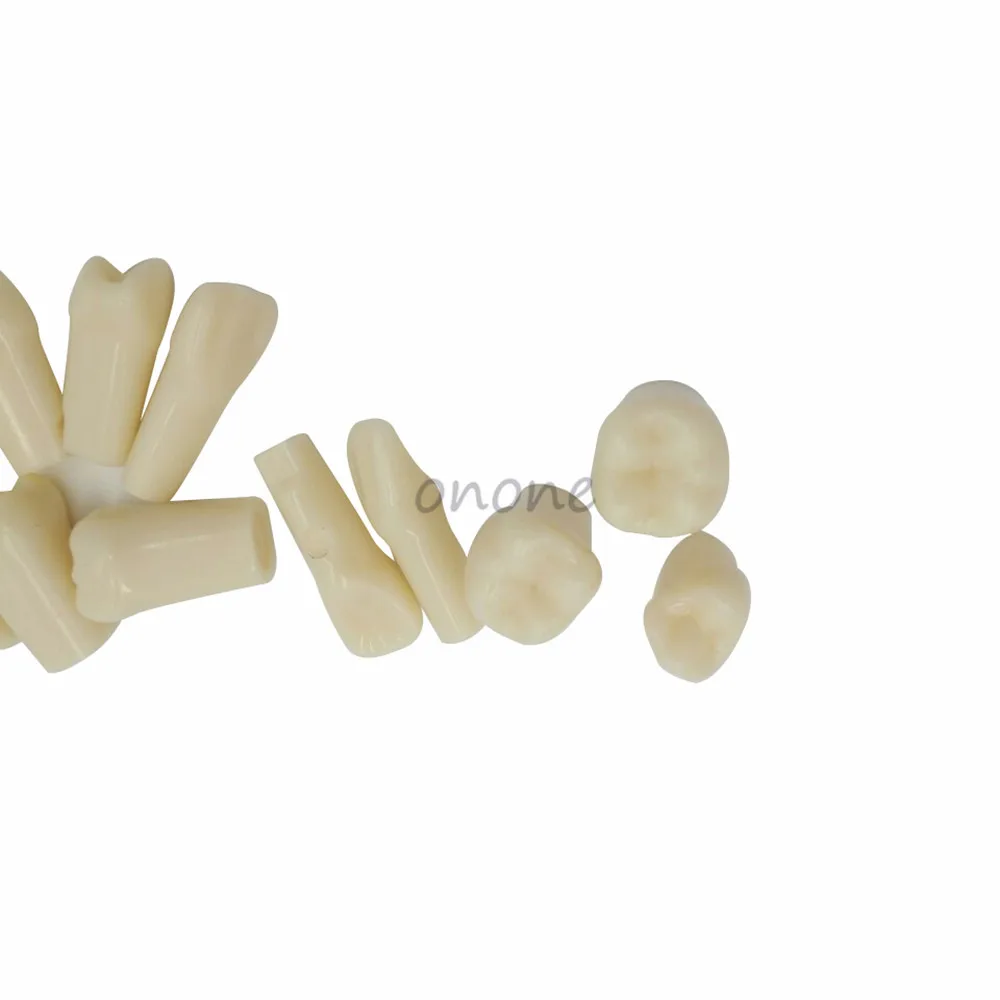 Teeth Model Replace Teeth Whole set 28 pcs Spare Teeth Teaching Model Learning Model