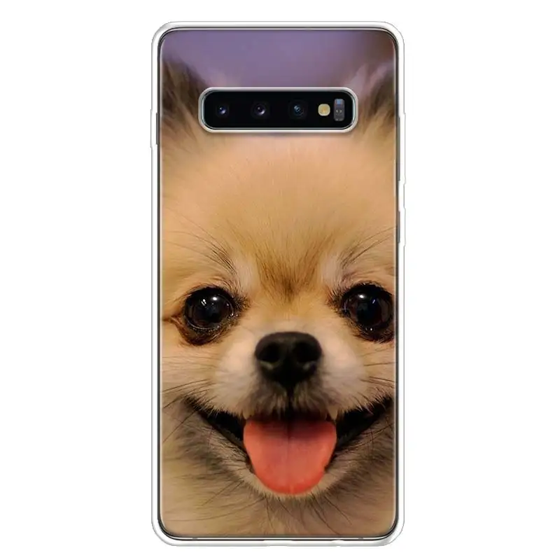 Pomeranian Chó Chó Thiết Kế Ốp Lưng Điện Thoại Samsung Galaxy S22 S21 Cực S10 Plus S20 FE S10E S9 S8 S7 edge J4 + Bìa Mềm Coque