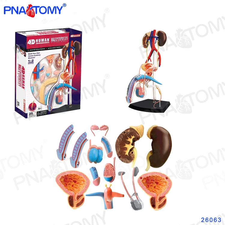 4D MASTER 26063 Male Genital Organs Model Reproductive System Anatomy Model Educational Equipment Medical Tool MASTER