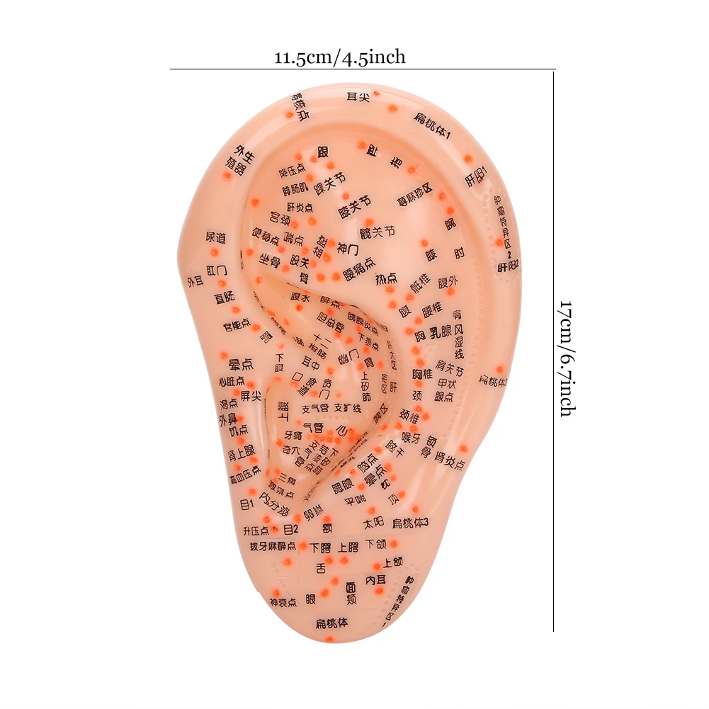 Human Ear Acupuncture Model with Acupuncture Points Ear Massage Model For Home Teaching Training Use PVC Material Safe Healthy