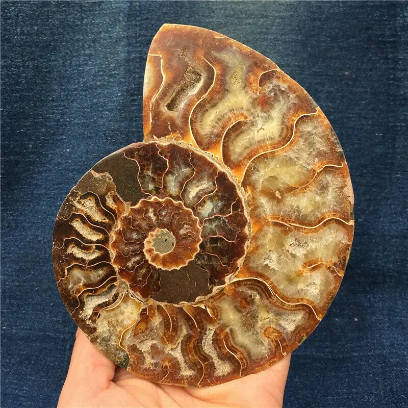 1pc Natural ammonite conch Crystals stone mineral specimen healing Collection home decoration history