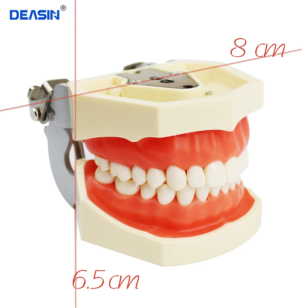 

Teeth model gum teeth Dental Teaching Model Standard Dental Typodont Model Demonstration With Removable Tooth 200H