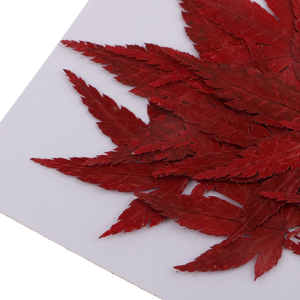 12x Real Dried Flower Leaves Maple Leaf for Resin Casting DIY Home Ornament