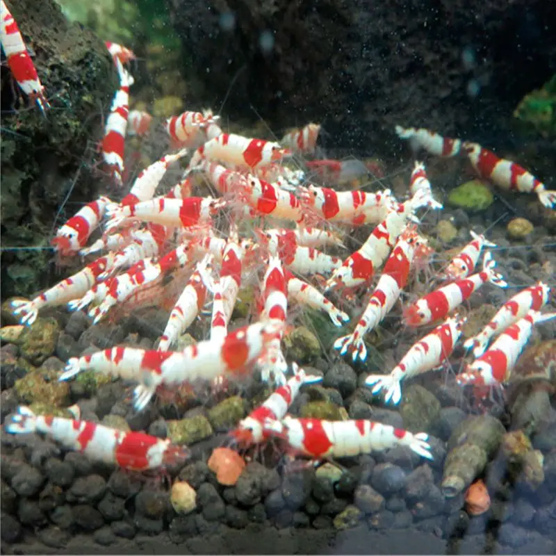 1 Bag Fish Food Crystal Shrimp Aquarium Fish Tank Fish Wheat Stem Bacteria Vitamins Nutrition Good For Growing