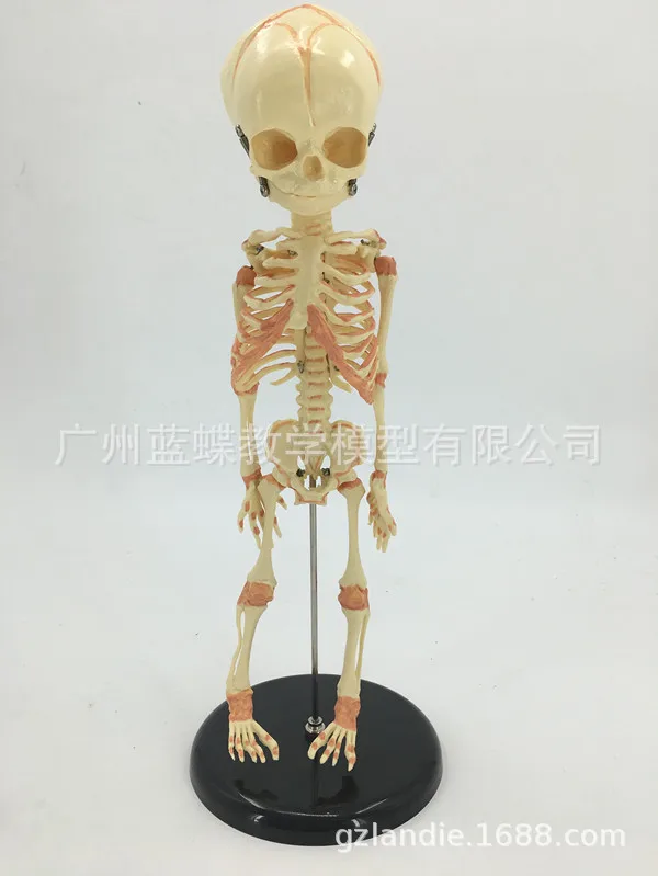 

PVC Baby Skeleton Mannequin Human Skeleton Medical Anatomical Model of Fetal Bone Specimens Human Skeleton Toy