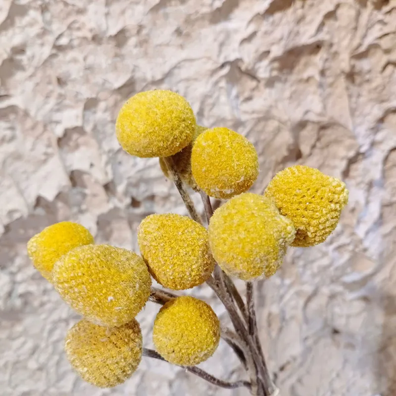 

10Pcs Billy Balls Golden Orbs Natural Dried Preserved Flower Home Yellow Wedding Christmas Garden Decoration Pampas Grass