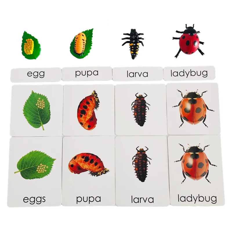 Montessori Ladybug Life Cycle Game Figures and Cards  Biology Language Learning Resources Early Childhood Educational Materials