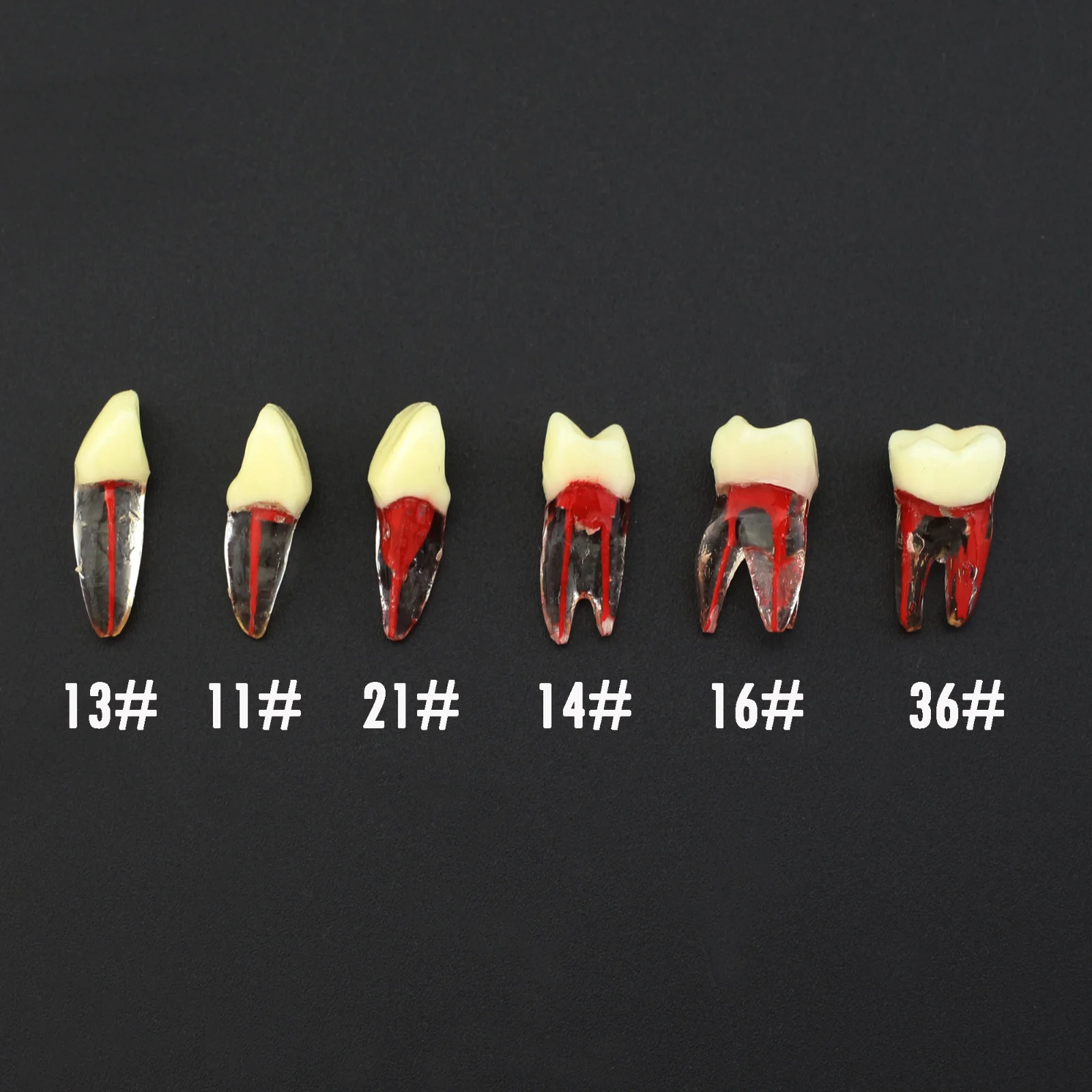 

Dental Endo Root Canal Teeth Study Practice Model Kilgore Nissin Type 5Pcs