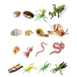 Simulation Earthworm,Grasshopper,Mantis,Snail Life cycles Animal Model collection Action Figures Teaching Educational toys