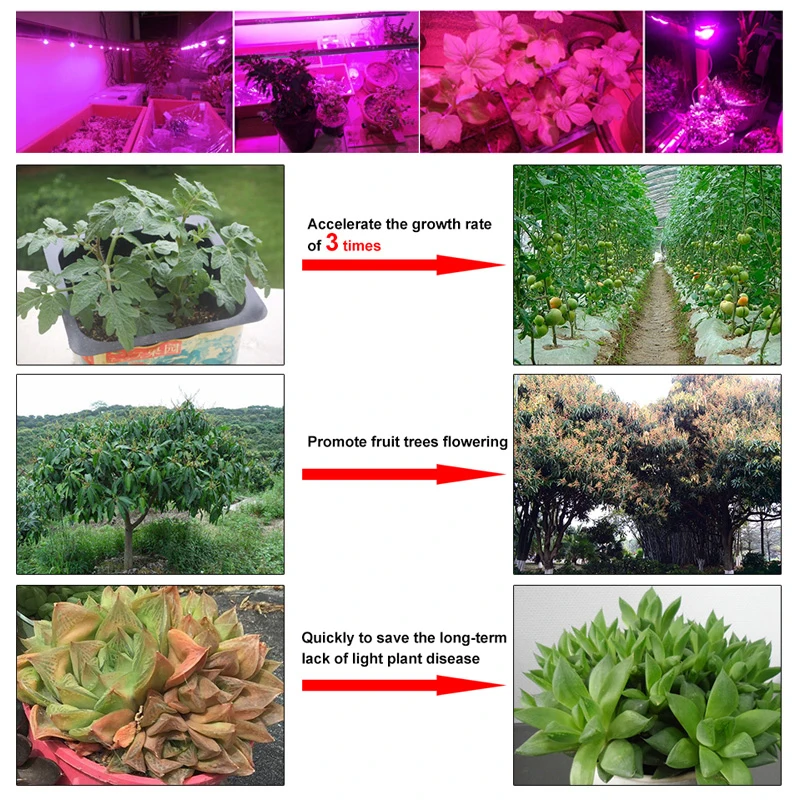 LED plant growth lamp COB chip full spectrum AC 220V 110V  30W 50W 70W diode greenhouse indoor seedlings and flowers growth
