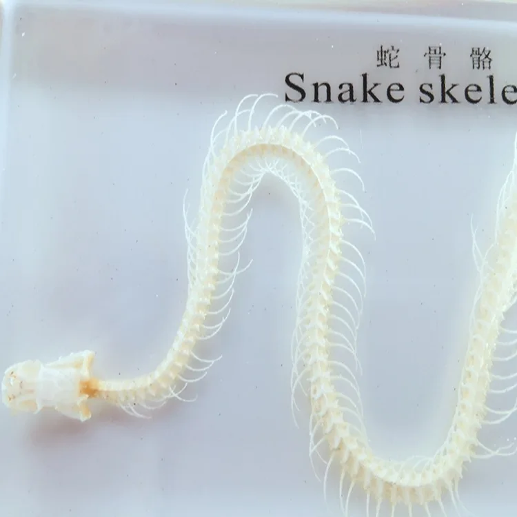 Real Snake Skeleton Specimen Teaching Amber Resin Animal Skeletal Specimen Model Biological Anatomy Teaching Aid Resin Craftwork