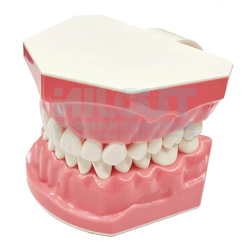 Model dentystyczny pomost do renowacji implantu zębów nauka o nauczaniu nauk medycznych dentysta produkty do przyrządów szkoleniowych do stomatologii
