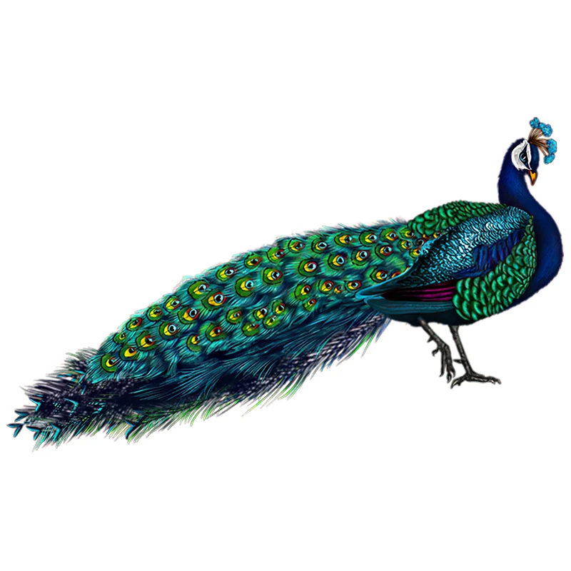 Three Ratels QCF161 Beautiful peacock wall sticker for home decoration toilet Decal