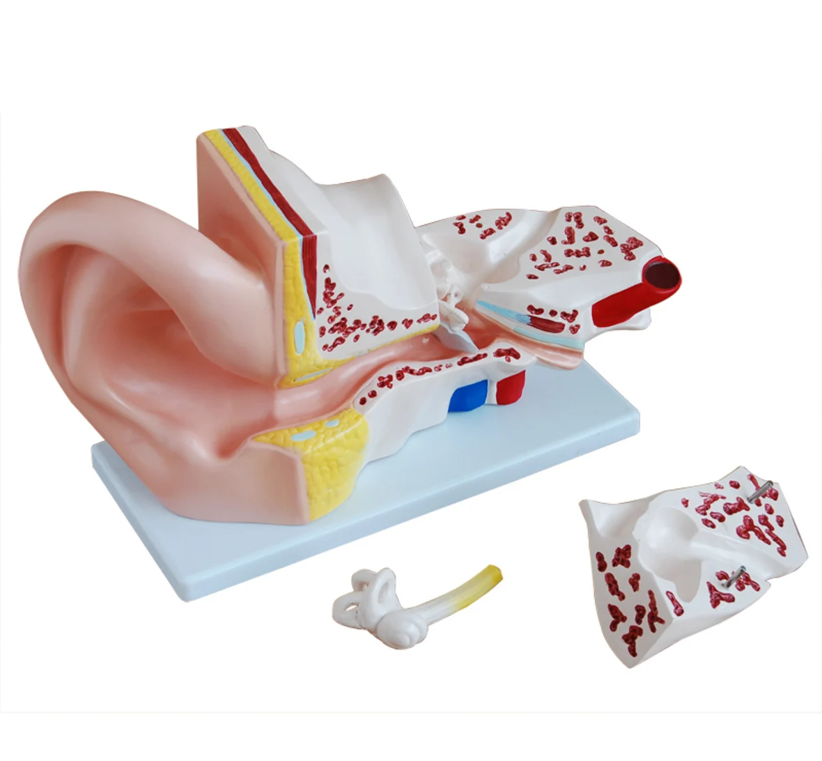 

Giant Ear Anatomical Model, Ear Model,Big Ear Anatomical Model, Anatomical Ear Model, Anatomy Ear