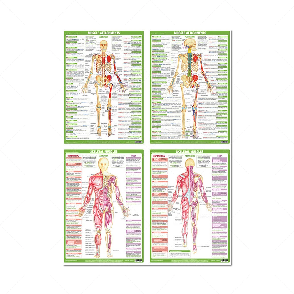 Muscle Anatomy Posters Bodybuilding Charts