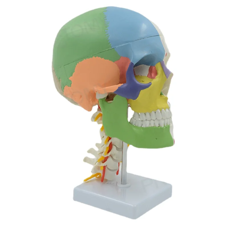 Life Size Colored Skull Model with Muscles Painted Cervical Vertebra Nerves and Blood Vessels Movable Jaw Educational Equipment