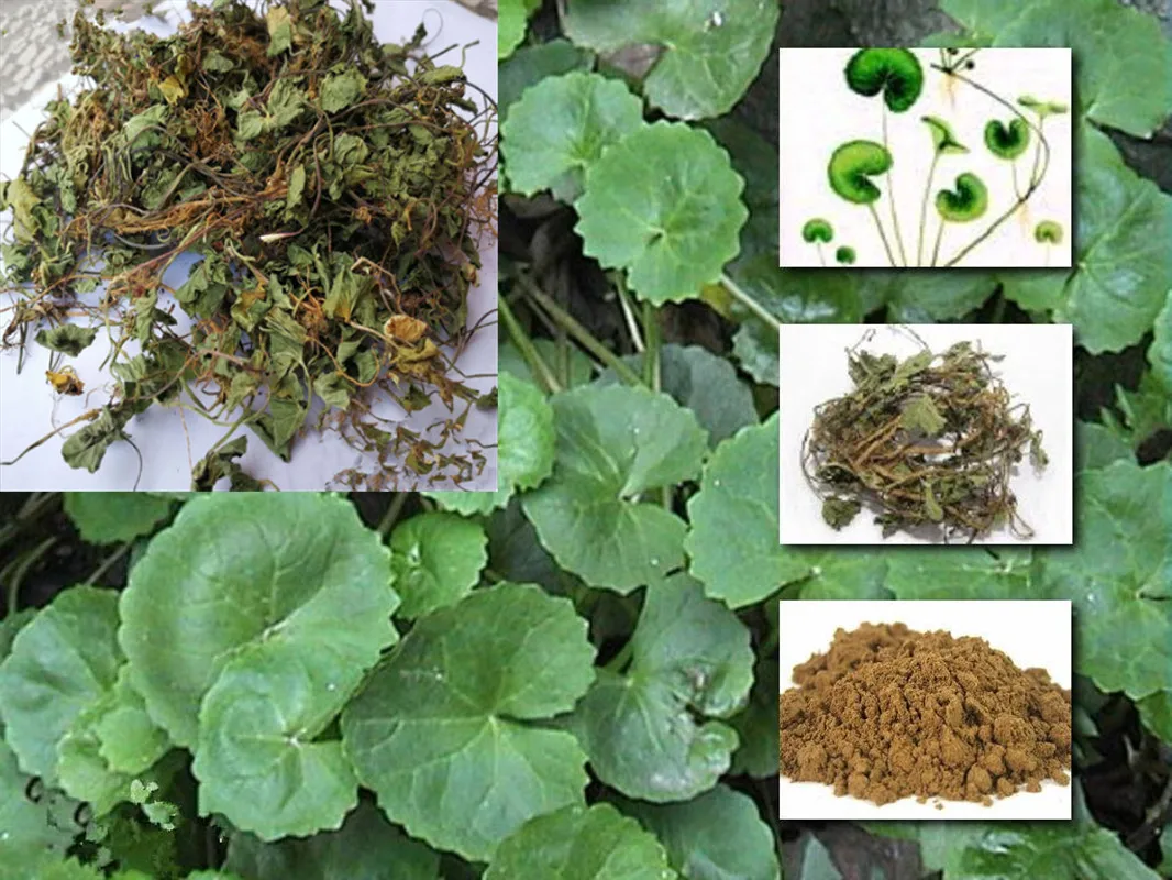 Centella asiática seca, Gotukola