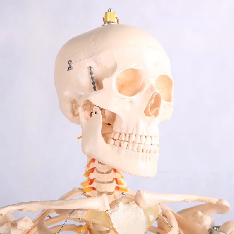 Chinon 180cm Life Size Human Skeleton Model for Medical Science Teaching Tools Medical Supplies Skull BIX-A1001